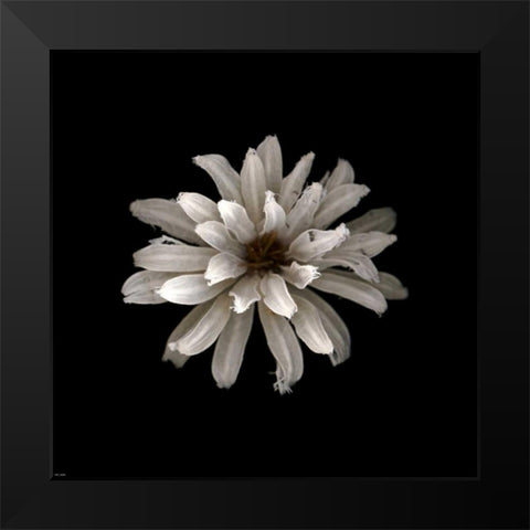 All White Black Modern Wood Framed Art Print by PhotoINC Studio