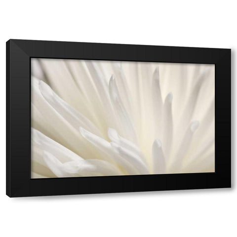 White Flower Black Modern Wood Framed Art Print by PhotoINC Studio