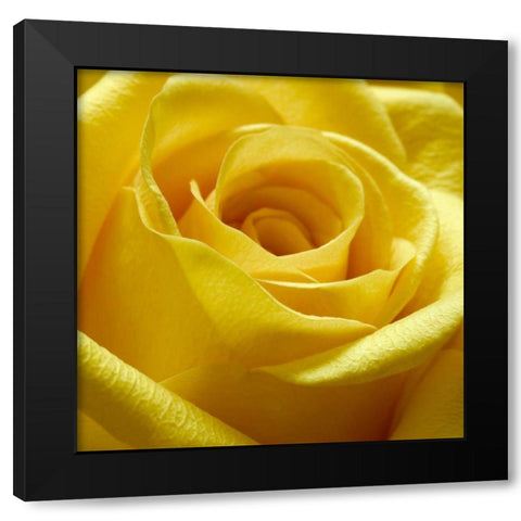Yellow Rose Black Modern Wood Framed Art Print by PhotoINC Studio
