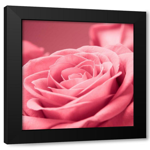 Pink Rose Black Modern Wood Framed Art Print by PhotoINC Studio