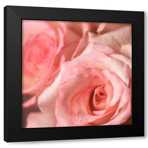 Pink Rose Black Modern Wood Framed Art Print with Double Matting by PhotoINC Studio