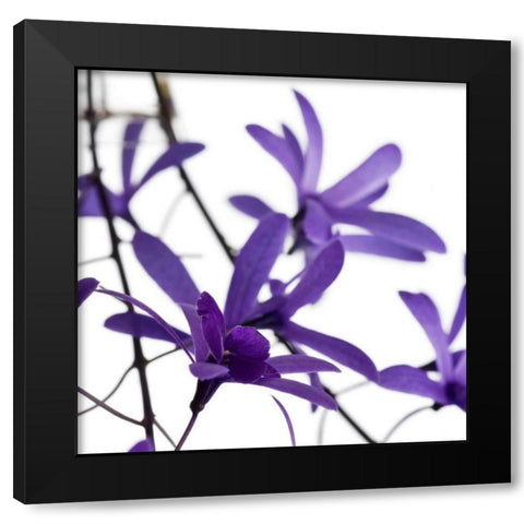 Purple Blossom Black Modern Wood Framed Art Print by PhotoINC Studio