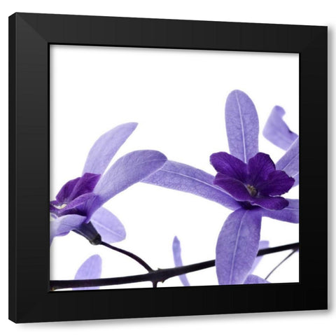 Purple Blossom Black Modern Wood Framed Art Print with Double Matting by PhotoINC Studio