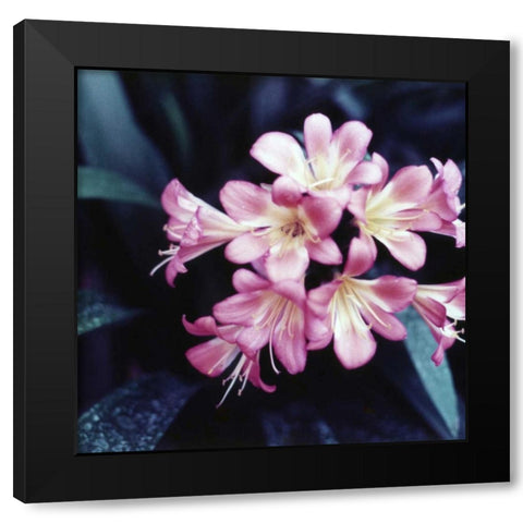 Pink Blossom Black Modern Wood Framed Art Print by PhotoINC Studio