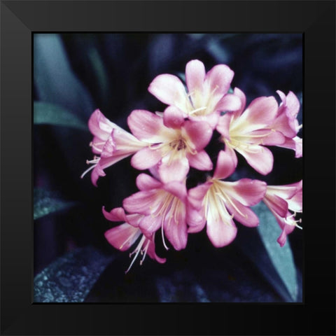 Pink Blossom Black Modern Wood Framed Art Print by PhotoINC Studio