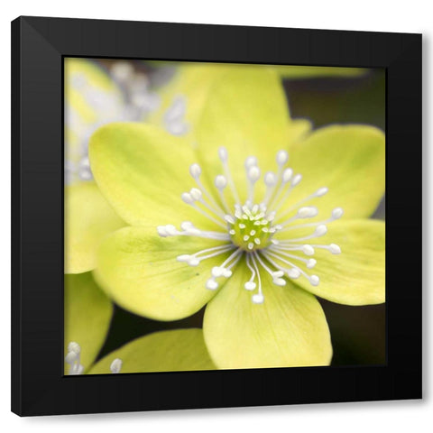 Yellow Blossom Black Modern Wood Framed Art Print by PhotoINC Studio