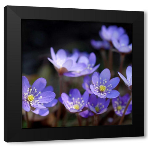 Purple Flowers Black Modern Wood Framed Art Print with Double Matting by PhotoINC Studio