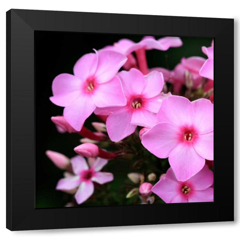 Pink Flowers Black Modern Wood Framed Art Print by PhotoINC Studio