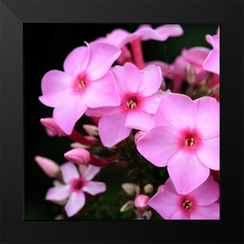Pink Flowers Black Modern Wood Framed Art Print by PhotoINC Studio