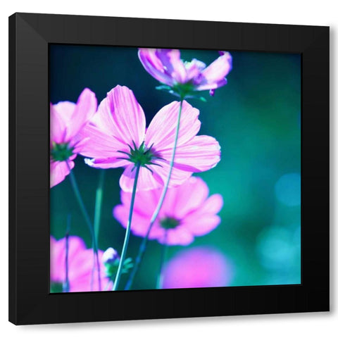 Pink Flowers Black Modern Wood Framed Art Print with Double Matting by PhotoINC Studio