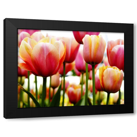 Tulips Black Modern Wood Framed Art Print by PhotoINC Studio