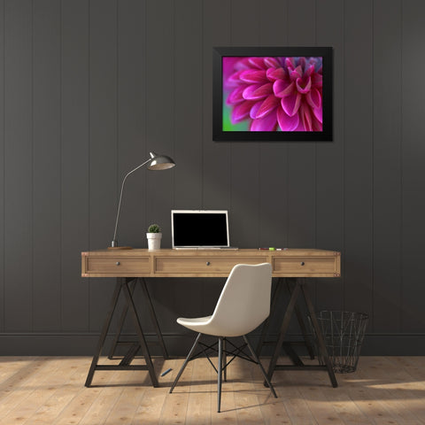 Pink Chrysanthemum Black Modern Wood Framed Art Print by PhotoINC Studio