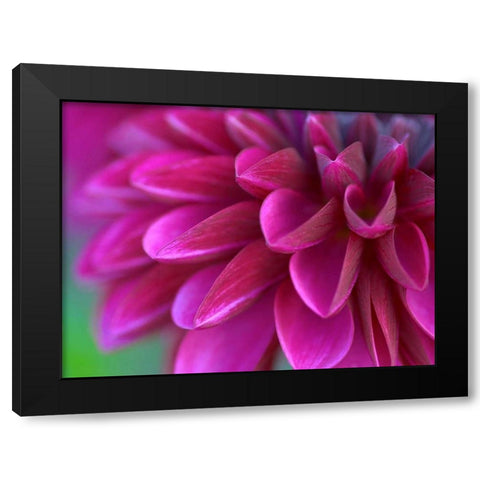 Pink Chrysanthemum Black Modern Wood Framed Art Print by PhotoINC Studio