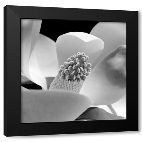 Fibonacci 1 Black Modern Wood Framed Art Print with Double Matting by PhotoINC Studio
