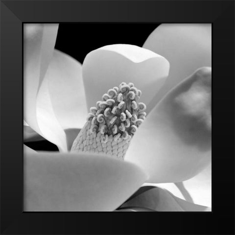 Fibonacci 1 Black Modern Wood Framed Art Print by PhotoINC Studio