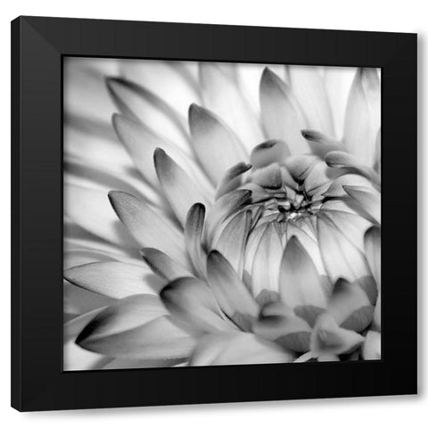 Fibonacci 2 Black Modern Wood Framed Art Print by PhotoINC Studio