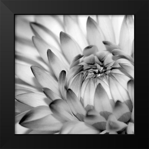 Fibonacci 2 Black Modern Wood Framed Art Print by PhotoINC Studio