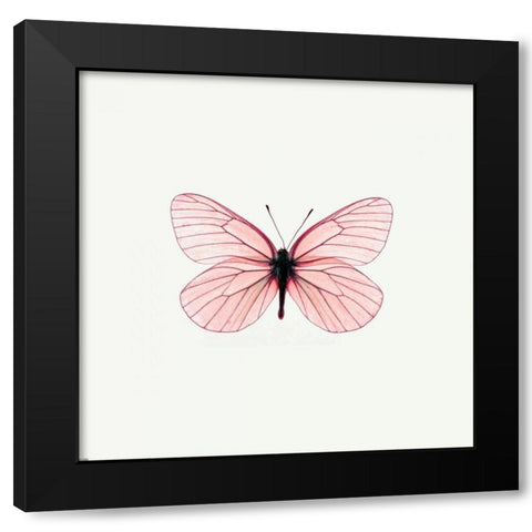 Pink Butterfly Black Modern Wood Framed Art Print with Double Matting by PhotoINC Studio