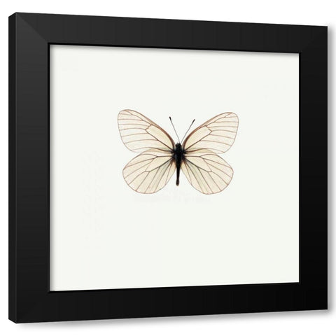 White Butterfly Black Modern Wood Framed Art Print by PhotoINC Studio