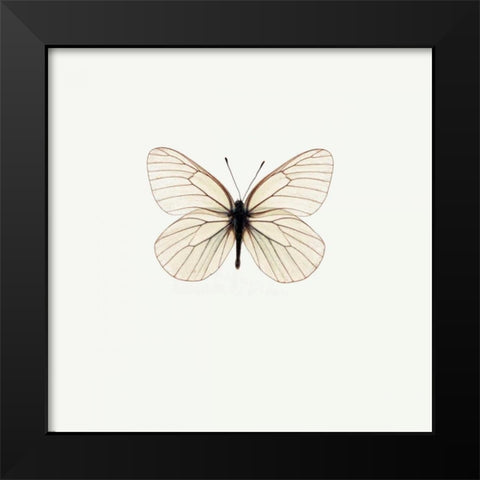 White Butterfly Black Modern Wood Framed Art Print by PhotoINC Studio