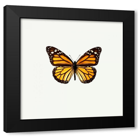 Yellow Butterfly Black Modern Wood Framed Art Print by PhotoINC Studio