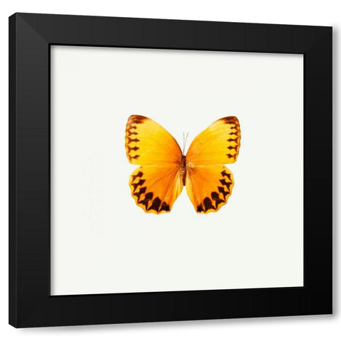 Yellow Butterfly Black Modern Wood Framed Art Print with Double Matting by PhotoINC Studio