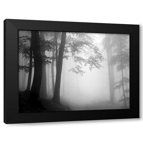 Woods Black Modern Wood Framed Art Print with Double Matting by PhotoINC Studio