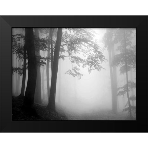 Woods Black Modern Wood Framed Art Print by PhotoINC Studio