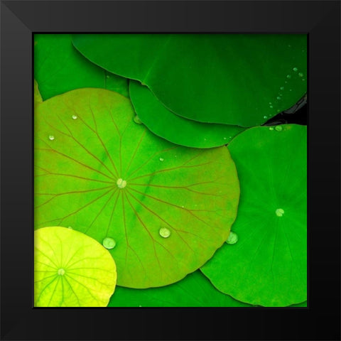 Water Lily Black Modern Wood Framed Art Print by PhotoINC Studio