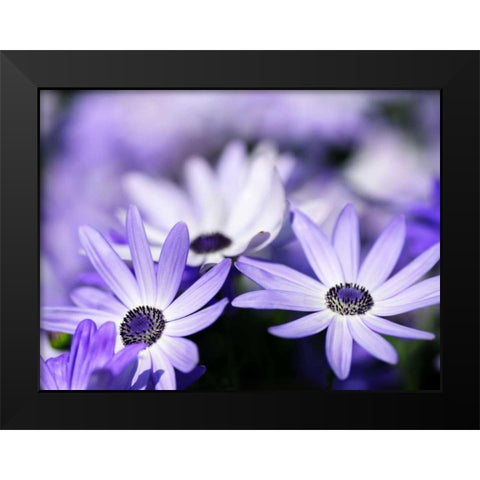 Purple Flowers Black Modern Wood Framed Art Print by PhotoINC Studio