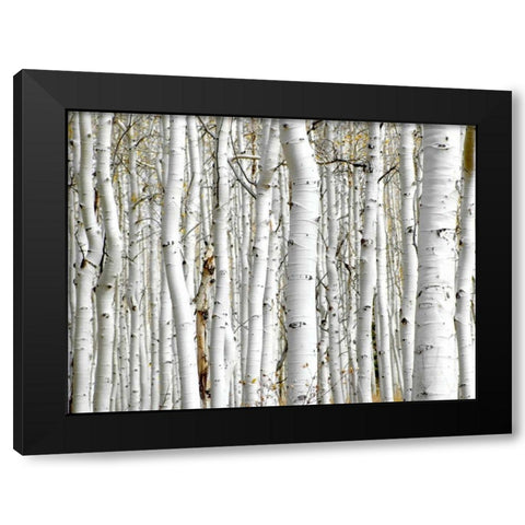 Birch Wood Black Modern Wood Framed Art Print with Double Matting by PhotoINC Studio