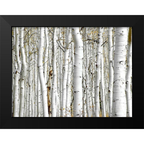 Birch Wood Black Modern Wood Framed Art Print by PhotoINC Studio
