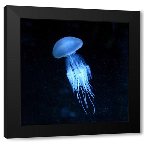 Luminescent Jellyfish Black Modern Wood Framed Art Print with Double Matting by PhotoINC Studio
