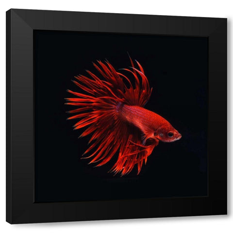 Red Betta Fish Black Modern Wood Framed Art Print with Double Matting by PhotoINC Studio