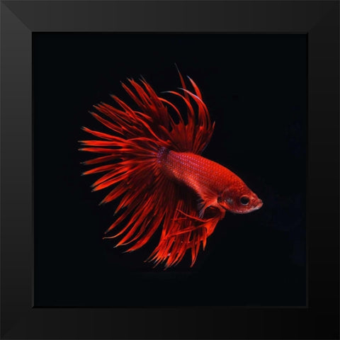 Red Betta Fish Black Modern Wood Framed Art Print by PhotoINC Studio