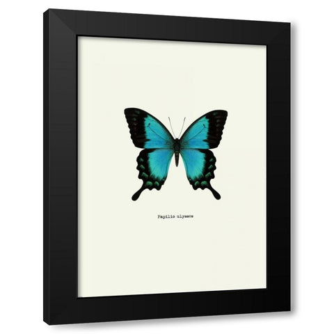 Blue Butterfly Black Modern Wood Framed Art Print with Double Matting by GraphINC