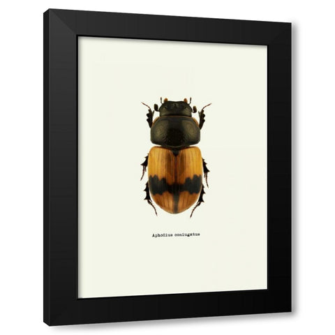 Beetle Orange Black Modern Wood Framed Art Print with Double Matting by GraphINC