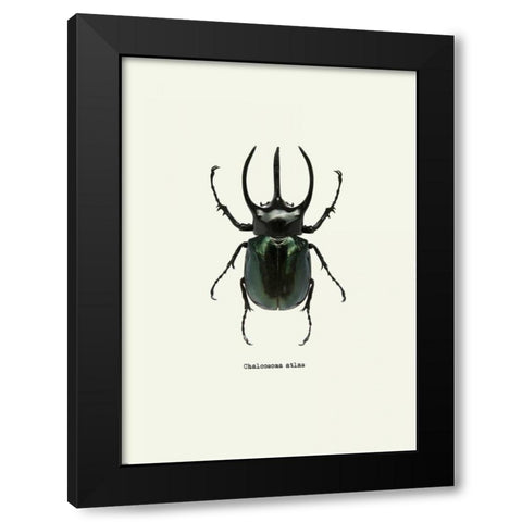 Beetle Black Black Modern Wood Framed Art Print with Double Matting by GraphINC