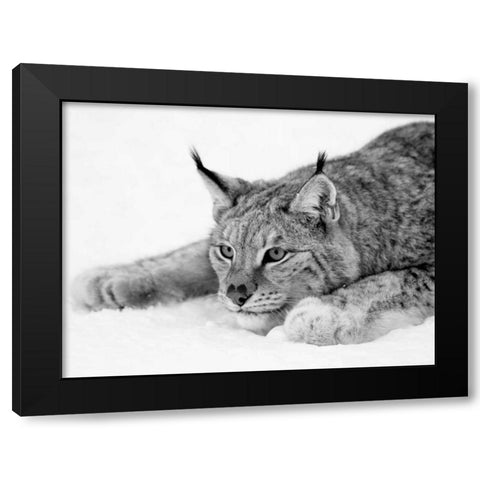 Lynx Black Modern Wood Framed Art Print by PhotoINC Studio