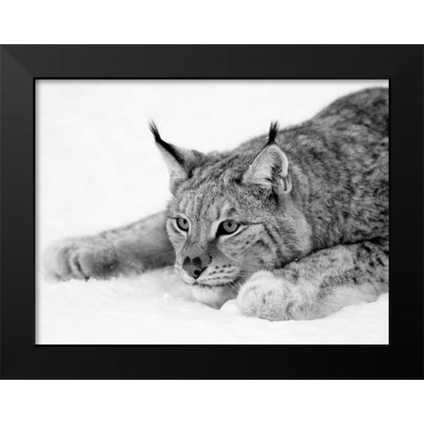 Lynx Black Modern Wood Framed Art Print by PhotoINC Studio