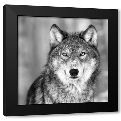 Wolf Black Modern Wood Framed Art Print by PhotoINC Studio