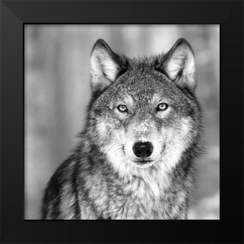 Wolf Black Modern Wood Framed Art Print by PhotoINC Studio
