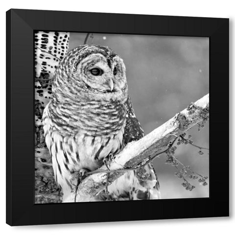 White Owl Black Modern Wood Framed Art Print with Double Matting by PhotoINC Studio