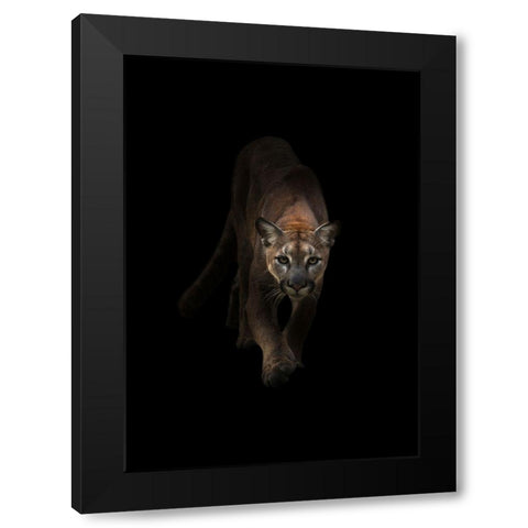 Lion Black Modern Wood Framed Art Print by Incado