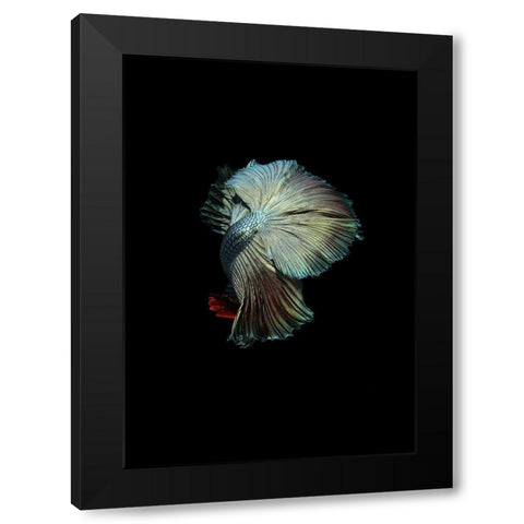 Turquoise and Red Betta Black Modern Wood Framed Art Print by Incado