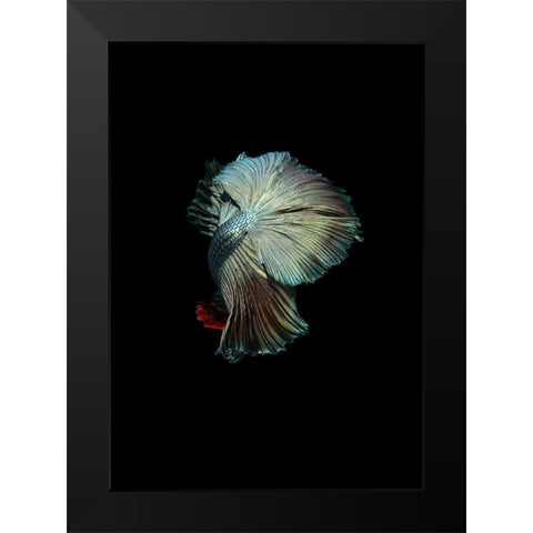 Turquoise and Red Betta Black Modern Wood Framed Art Print by Incado