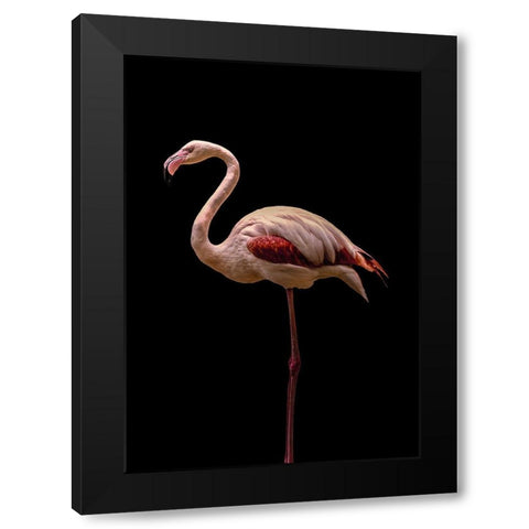 Flamingo Black Modern Wood Framed Art Print with Double Matting by Incado