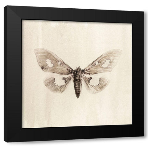 Sepia Moth Black Modern Wood Framed Art Print with Double Matting by Incado