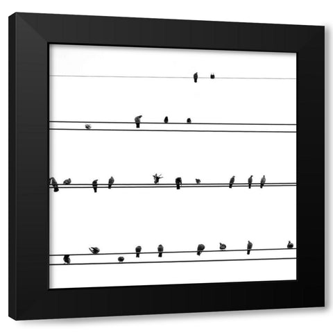 Birds on the Line Black Modern Wood Framed Art Print by Incado