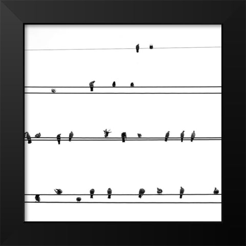 Birds on the Line Black Modern Wood Framed Art Print by Incado
